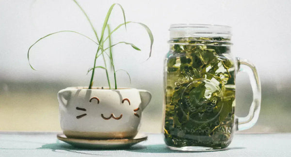 Steep Expectations: The Right Way to Drink Green Tea