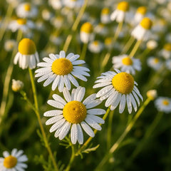 Chamomile